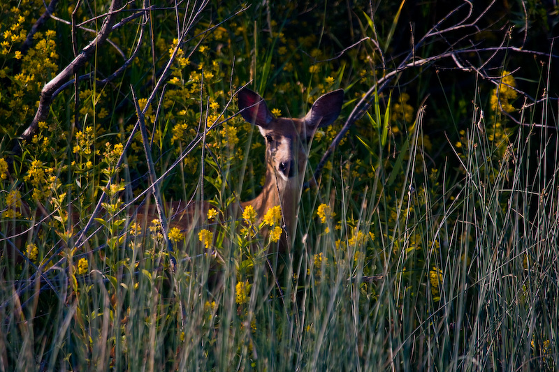 Mule Deer In Flowers